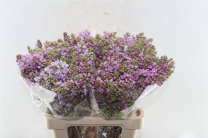 <h4>Syr Dark Koster</h4>