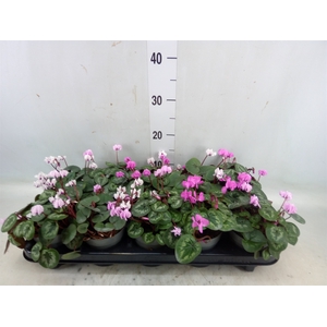 Cyclamen coum