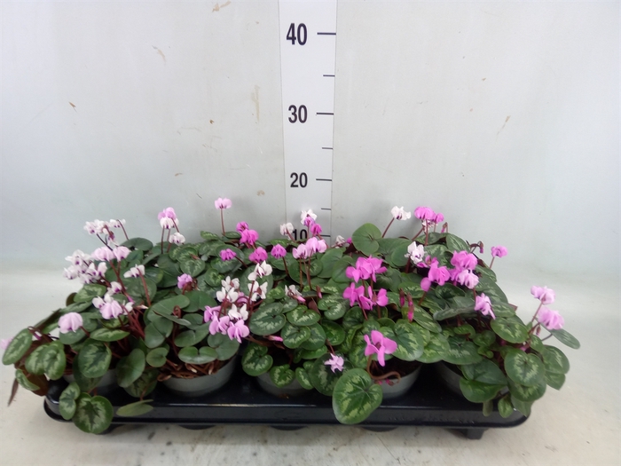 <h4>Cyclamen coum</h4>