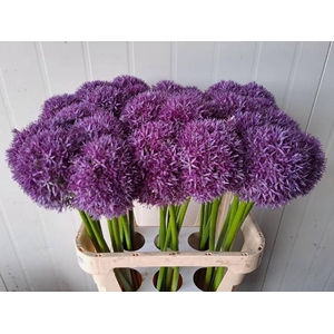 ALLIUM GLOBEMASTER