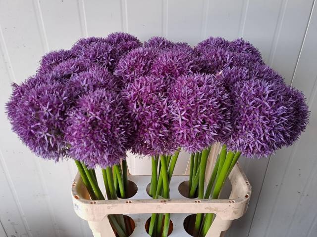 <h4>ALLIUM GLOBEMASTER</h4>