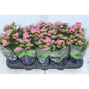 KALANCHOE DOBRADO P11 ROSA