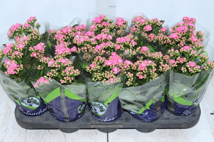 <h4>KALANCHOE DOBRADO P11 ROSA</h4>