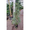 Ficus Golden King