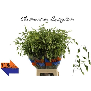 CHASMANTHIUM LATIFOLIUM CHASMANTH L