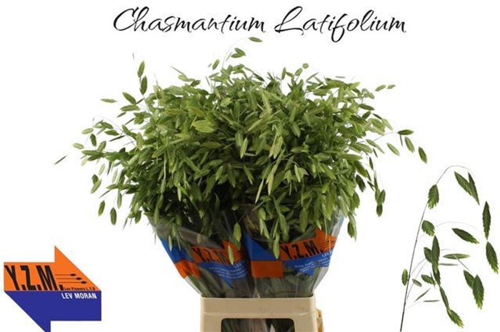 <h4>CHASMANTHIUM LATIFOLIUM CHASMANTH L</h4>