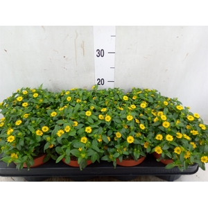 Sanvitalia  'Yellow Beauty'