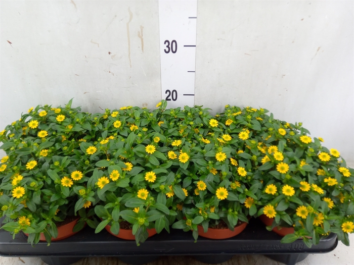 <h4>Sanvitalia  'Yellow Beauty'</h4>