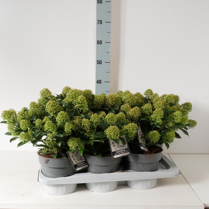 <h4>SKIM J PINK DWARF</h4>