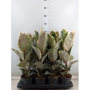 Ficus elastica 'Tineke'