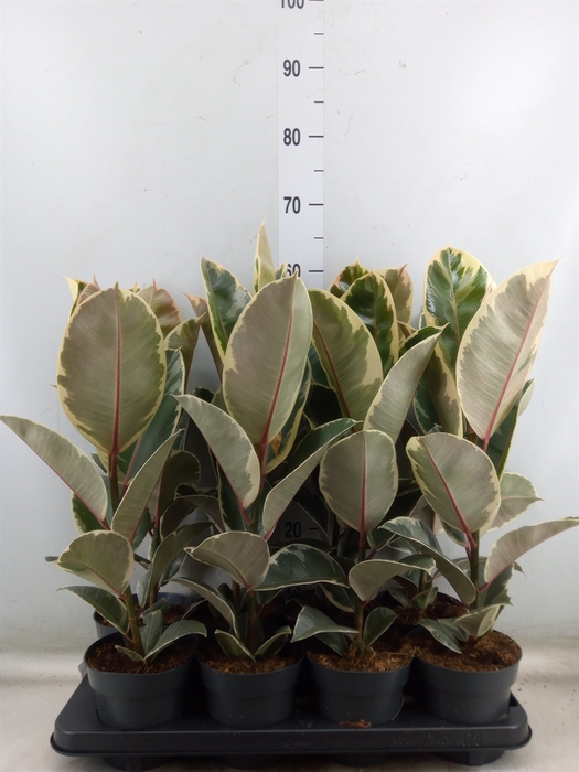 <h4>Ficus elastica 'Tineke'</h4>