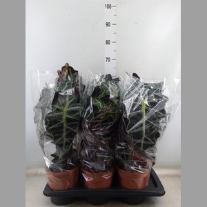 Alocasia amazonica 'Polly'