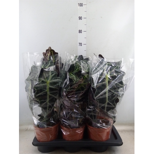 Alocasia amazonica 'Polly'