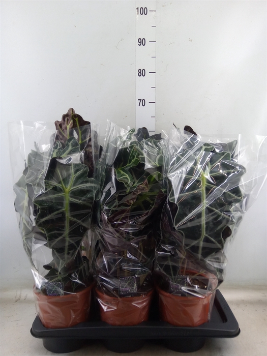 <h4>Alocasia amazonica 'Polly'</h4>