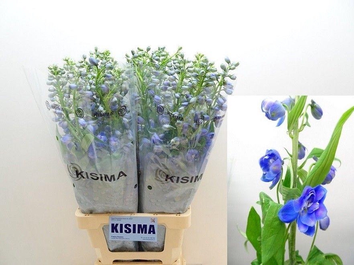 <h4>Delph Du Guard Blue</h4>