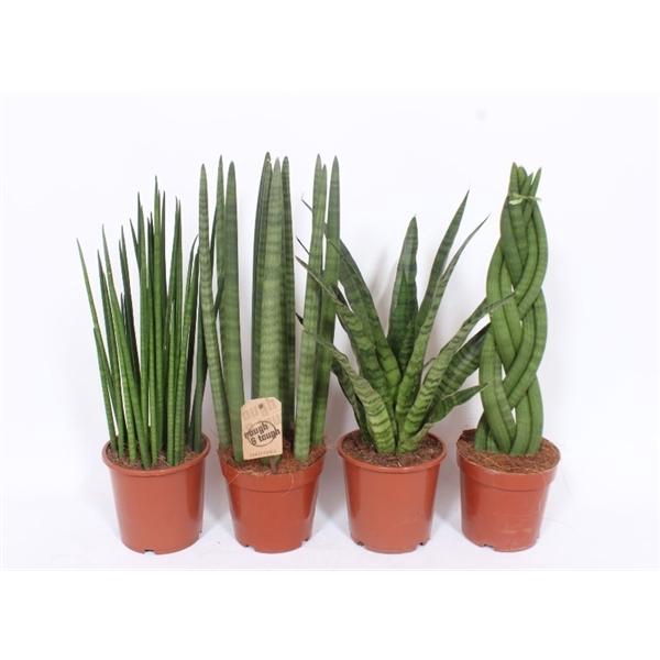 <h4>Sansevieria cylindrica overig</h4>