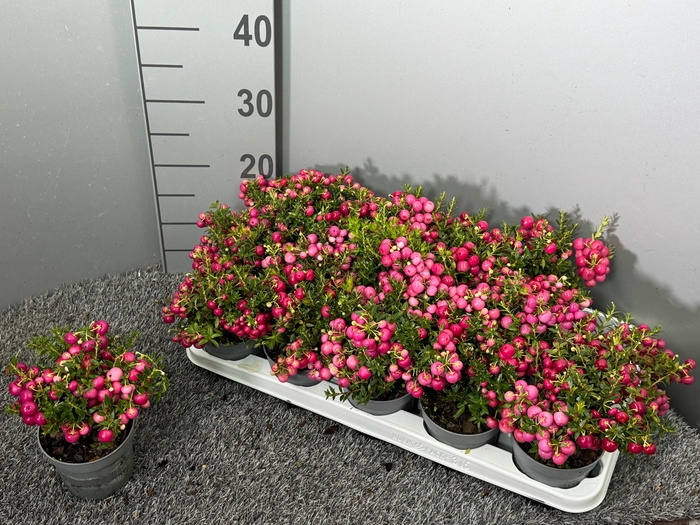 <h4>GAULTH OV ROZE BES</h4>