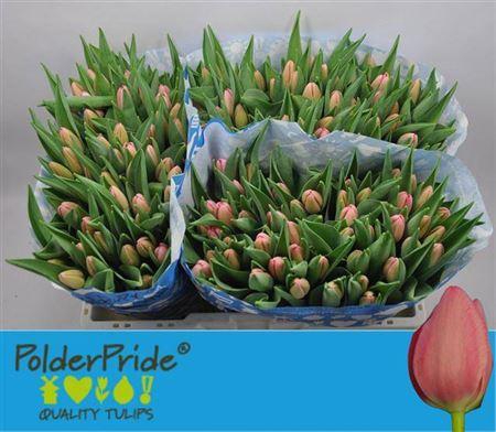 <h4>Tu En Sissi</h4>