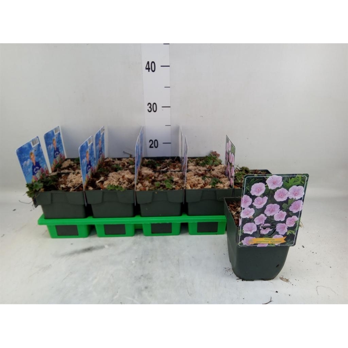 <h4>Geranium sang.</h4>