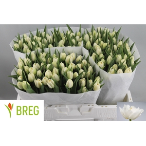 Tulipa do iceberg