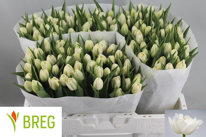 <h4>Tulipa do iceberg</h4>