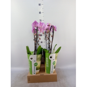 Phalaenopsis  'Elegant Cascade'