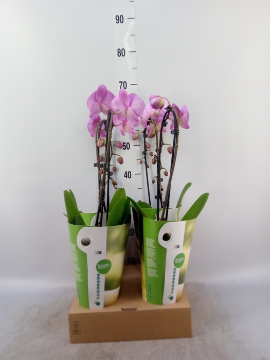 <h4>Phalaenopsis  'Elegant Cascade'</h4>