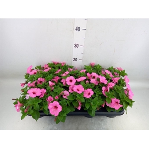 Petunia   ...