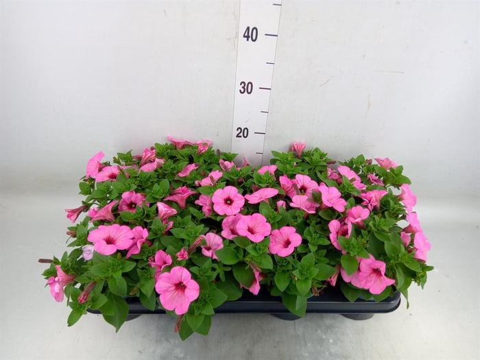 <h4>Petunia   ...</h4>