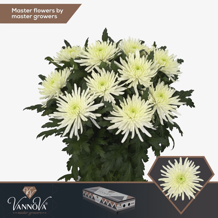 <h4>Chrysanten Chr G Topspin Cream</h4>