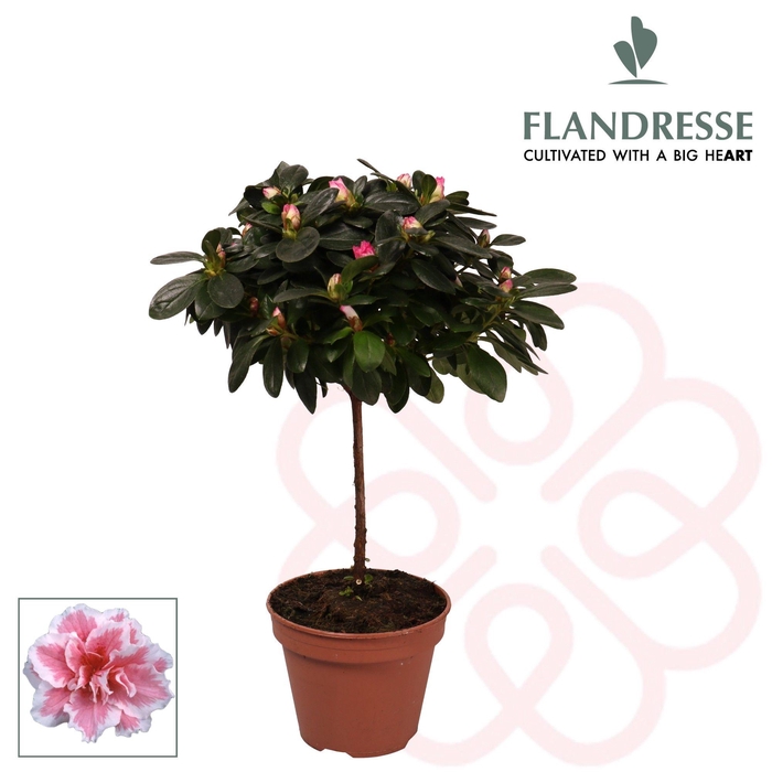 <h4>Azalea Flandresse® stam 'bont' 20 - 22 cm</h4>
