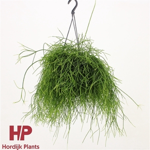 Rhipsalis baccifera 'Oasis'