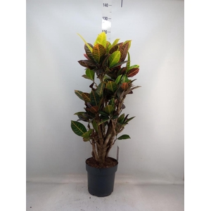 Codiaeum var. GR 'Petra'