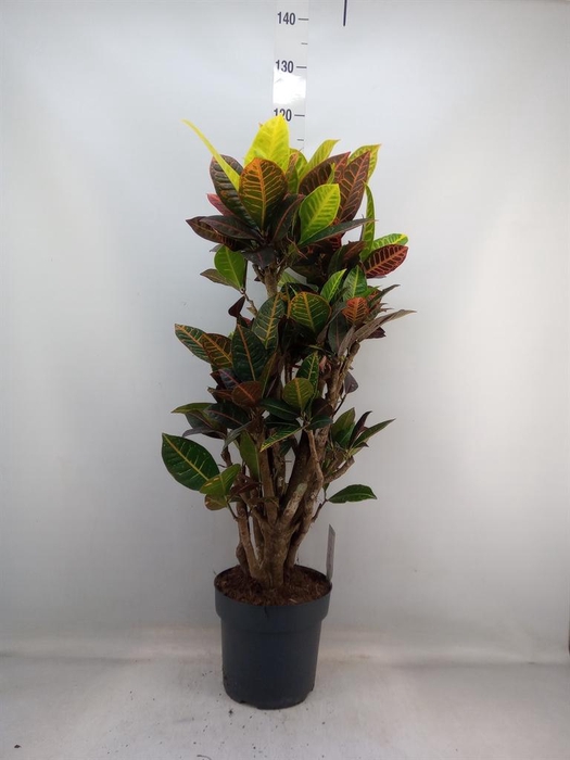 <h4>Codiaeum var. GR 'Petra'</h4>
