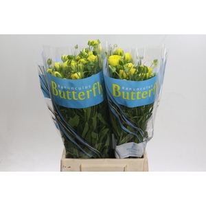 Ranunculus Butterfly Phytalos