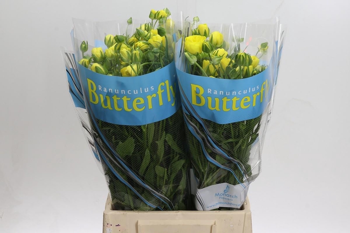 <h4>Ranunculus Butterfly Phytalos</h4>