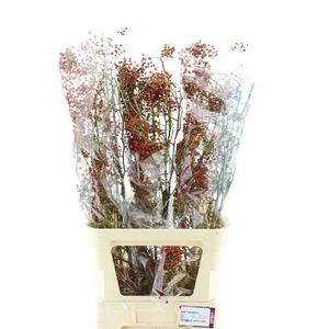 Rosa Corallo Orange Red