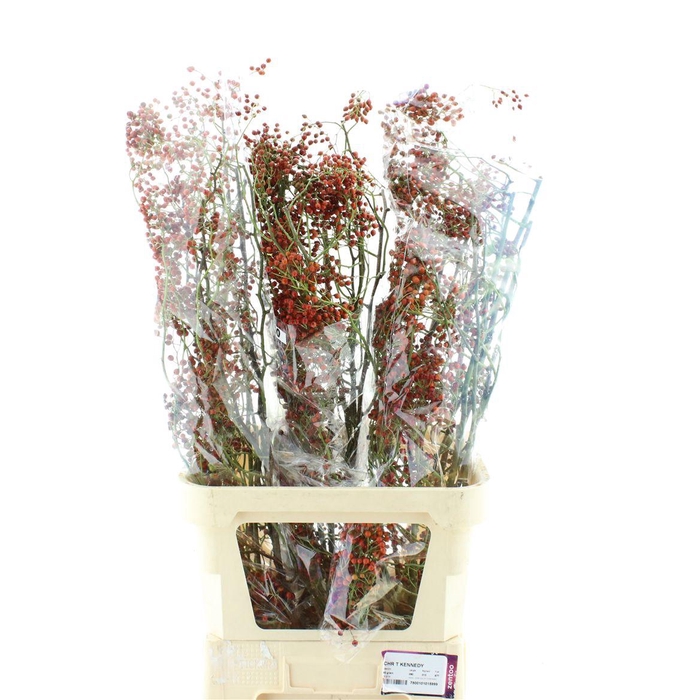 <h4>Rosa Corallo Orange Red</h4>