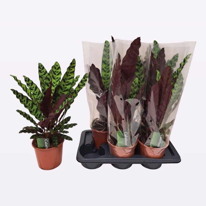 <h4>CALAT LANCIFOLIA</h4>