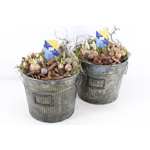 arr4 Bollenmix MB - Zink emmer green L 344/3