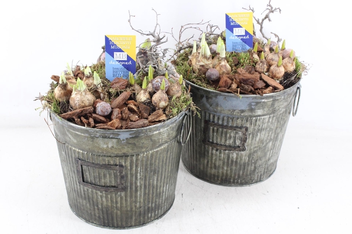 <h4>arr4 Bollenmix MB - Zink emmer green L 344/3</h4>