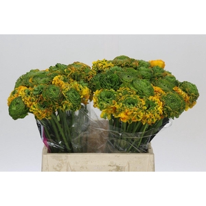 Ranunculus Clooney Pon Pon Merlino