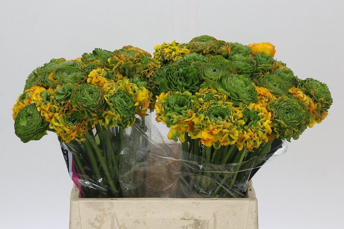 <h4>Ranunculus Clooney Pon Pon Merlino</h4>