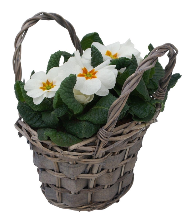 <h4>Primula tasje op kleur 335</h4>