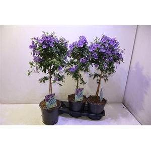 Solanum Ra Blue Foun