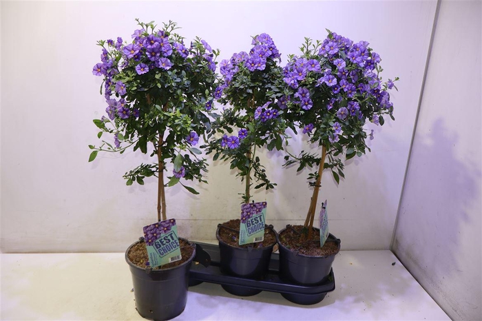 <h4>Solanum Ra Blue Foun</h4>