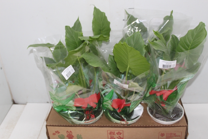 <h4>ALOCASIA ODORA P15</h4>