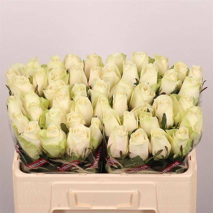<h4>Rosa large athena</h4>