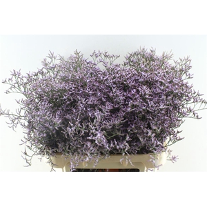 Lim Saf Lilac