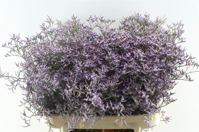 Lim Saf Lilac